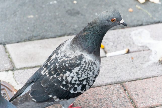 怖すぎる 鳩の巣